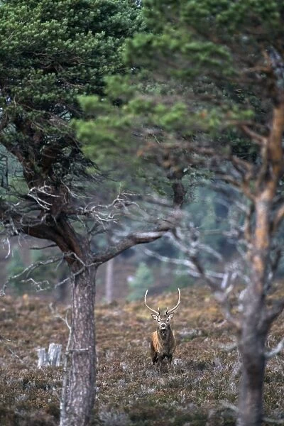 Red Deer, Cervus elaphus, stag in Caledonian Pine Forest, Cairngorm National Park