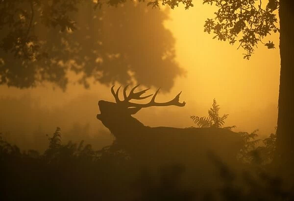 Red Deer, Cervus elaphus, stag calling at dawn, autumn, UK