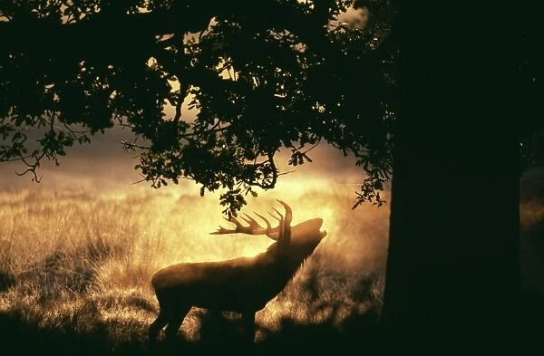 Red Deer, Cervus elaphus, stag roaring at dawn during rut, UK, autumn