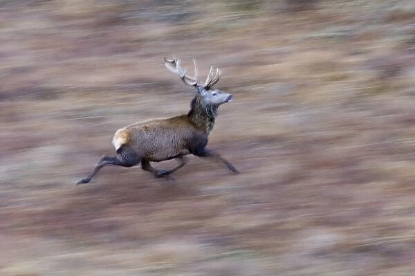 Red Deer Cervus elaphus stag Scotland winter