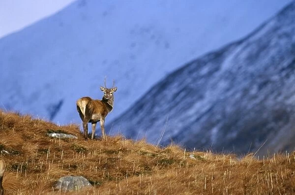 Red Deer, Cervus elaphus, stag, Scottish Highlands, winter
