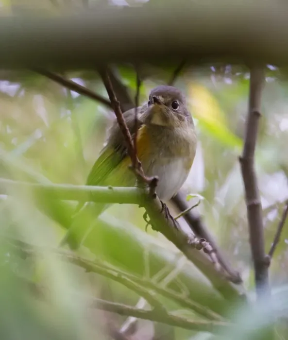 Framed Print : Red-flanked Bluetail, probable 1st w female Waxham Norfolk October 2010