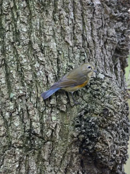 Framed Print : Red-flanked Bluetail (Tarsiger cyanurus), 1 st winter Stiffkey Norfolk October 2012 Framed Print : Red-flanked Bluetail (Tarsiger cyanurus), 1 st winter Stiffkey Norfolk October 2012