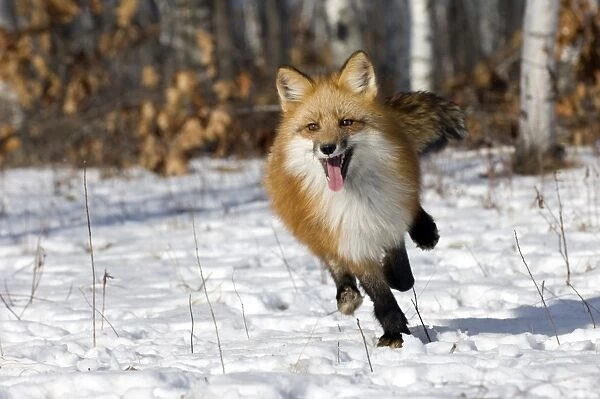 Red Fox Vulpes vulpes Minnesota USA January c