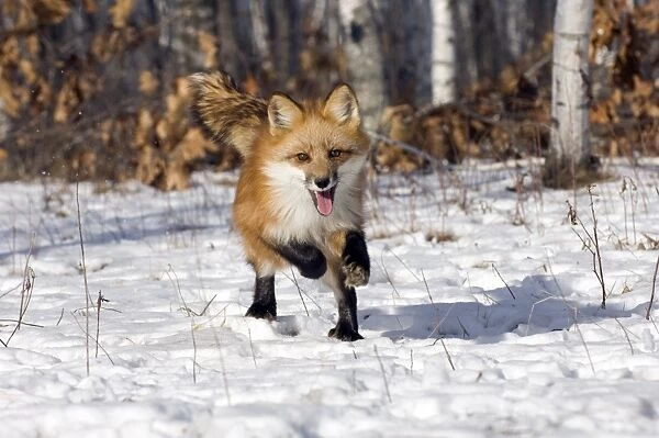 Red Fox Vulpes vulpes Minnesota USA January c