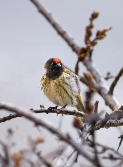 Framed Print : Red-fronted Serin Kazbegi Great Caucasus Georgia April Framed Print : Red-fronted Serin Kazbegi Great Caucasus Georgia April