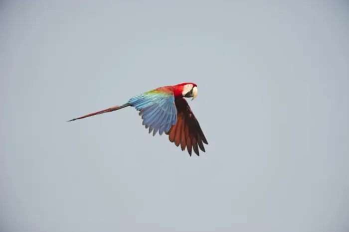 Framed Print : Red and Green Macaw Ara chloroptera Tambopata Amazon Rainforest Peru Framed Print : Red and Green Macaw Ara chloroptera Tambopata Amazon Rainforest Peru