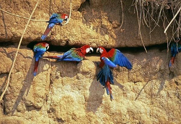 Red and Green Macaws at clay lick, Manu, Peru