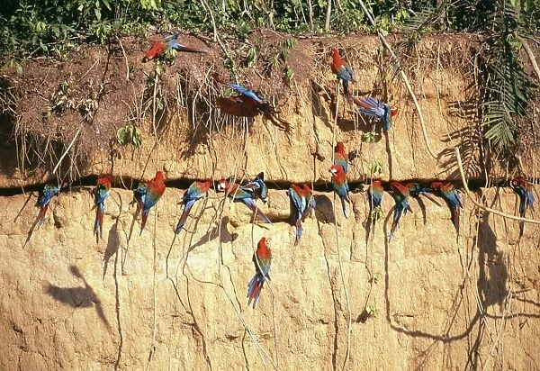 Red and Green Macaws at clay lick, Manu, Peru