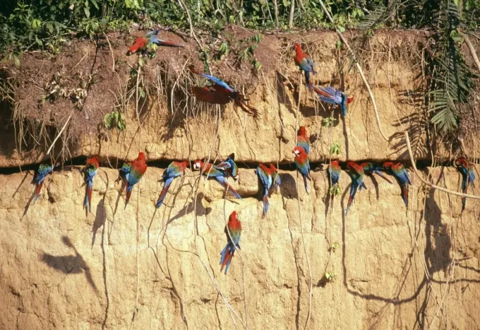 Framed Print : Red and Green Macaws at clay lick, Manu, Peru Framed Print : Red and Green Macaws at clay lick, Manu, Peru