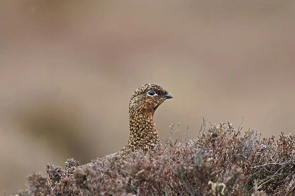 Red Grouse Lagopus lagopus female Swaledale North Yorkshire March
