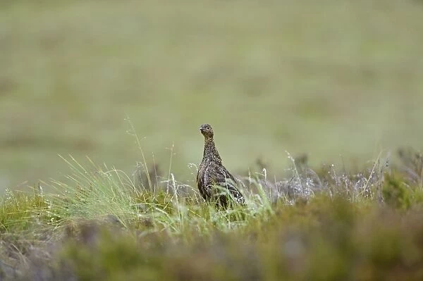 Red Grouse, Lagopus lagopus scotica, female Highlands Scotland July