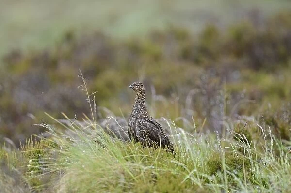 Red Grouse, Lagopus lagopus scotica, female Highlands Scotland July