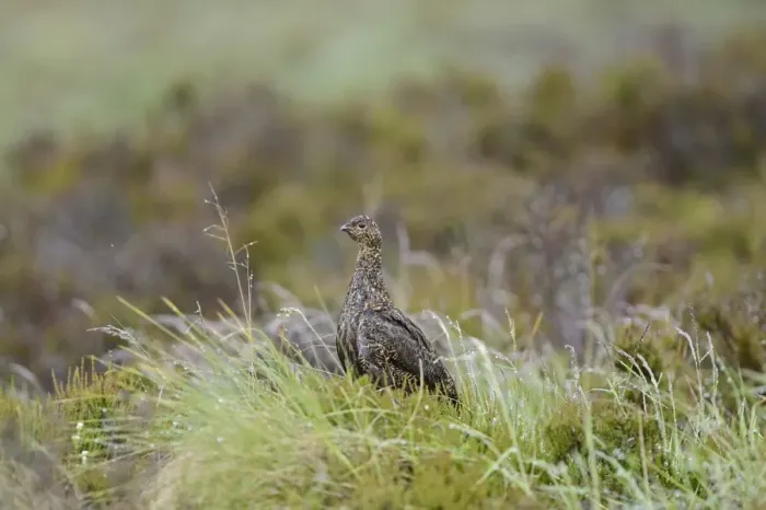 Framed Print : Red Grouse, Lagopus lagopus scotica, female Highlands Scotland July Framed Print : Red Grouse, Lagopus lagopus scotica, female Highlands Scotland July