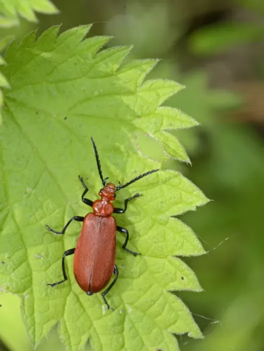 Framed Print : Red-headed Cardinal Beetle Pyrochroa serraticornis Norfolk Framed Print : Red-headed Cardinal Beetle Pyrochroa serraticornis Norfolk