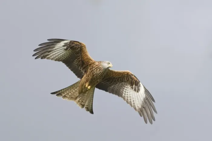 Framed Print : Red Kite Milvus milvus Mid Wales winter Framed Print : Red Kite Milvus milvus Mid Wales winter