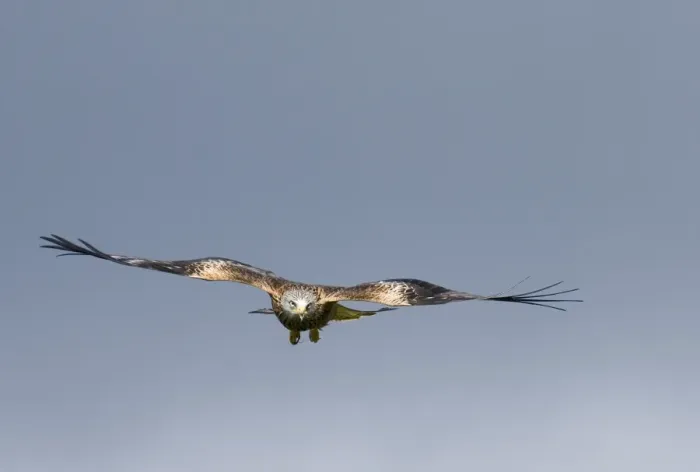 Framed Print : Red Kite Milvus milvus Mid Wales winter Framed Print : Red Kite Milvus milvus Mid Wales winter