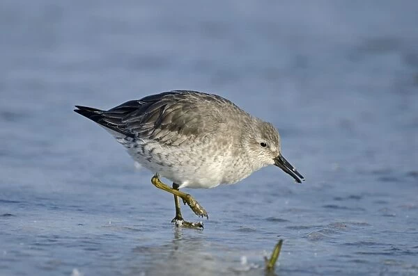 Red Knot Calidris canutus on iced over pool Cley Norfolk winter