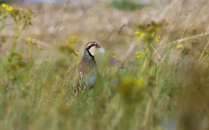 Framed Print : Red-legged Partridge Alectoris rufa in grassland Norfolk summer Framed Print : Red-legged Partridge Alectoris rufa in grassland Norfolk summer
