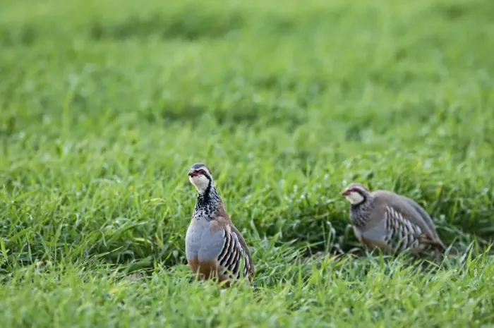Framed Print : Red-legged Partridge Alectoris rufa Kelling Norfolk April