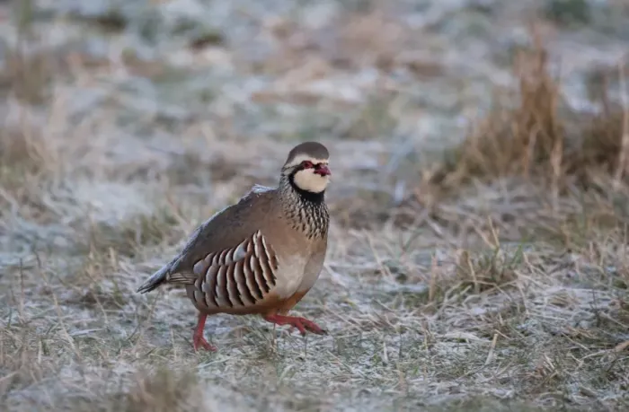 Framed Print : Red-legged Partridge Alectoris rufa Norfolk winter Framed Print : Red-legged Partridge Alectoris rufa Norfolk winter