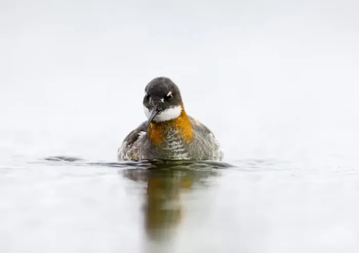 Framed Print : Red-necked Phalarope female Loch Funzie Shetland June Framed Print : Red-necked Phalarope female Loch Funzie Shetland June