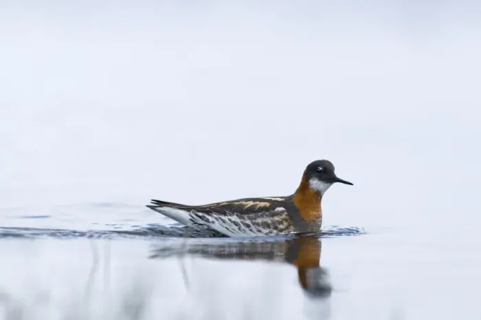 Framed Print : Red-necked Phalarope Phalaropus lobatus female on Loch Funzie Fetlar Shetland June Framed Print : Red-necked Phalarope Phalaropus lobatus female on Loch Funzie Fetlar Shetland June