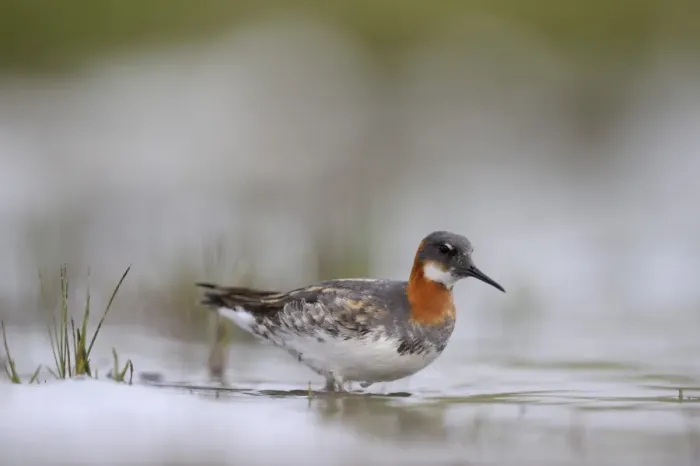 Framed Print : Red-necked Phalarope Phalaropus lobatus female on Loch Funzie Fetlar Shetland June Framed Print : Red-necked Phalarope Phalaropus lobatus female on Loch Funzie Fetlar Shetland June