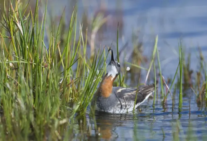 Framed Print : Red-necked Phalarope Phalaropus lobatus female taking a fly on Loch Funzie Fetlar Framed Print : Red-necked Phalarope Phalaropus lobatus female taking a fly on Loch Funzie Fetlar