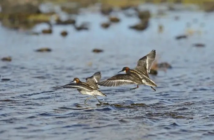 Framed Print : Red-necked Phalarope Phalaropus lobatus pair Shetland UK June Framed Print : Red-necked Phalarope Phalaropus lobatus pair Shetland UK June
