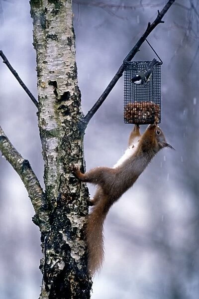 Red Squirrel and Coal Tit on garden nut feeder, Scotland, winter