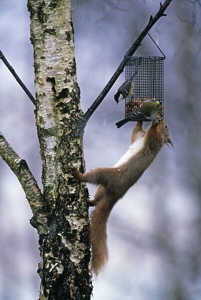 Red Squirrel on garden feeder with Great and Coal Tit, Scotland, winter