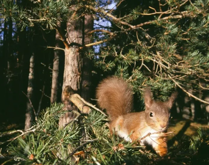 Framed Print : Red Squirrel, Sciurus vulgaris, Cairngorm National Park, Strathspey, Scottish Highlands Framed Print : Red Squirrel, Sciurus vulgaris, Cairngorm National Park, Strathspey, Scottish Highlands