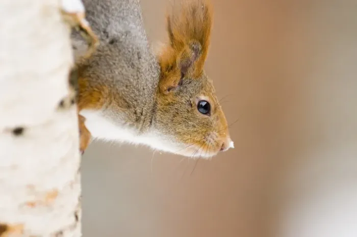 Framed Print : Red Squirrel Sciurus vulgaris Finland winter Framed Print : Red Squirrel Sciurus vulgaris Finland winter