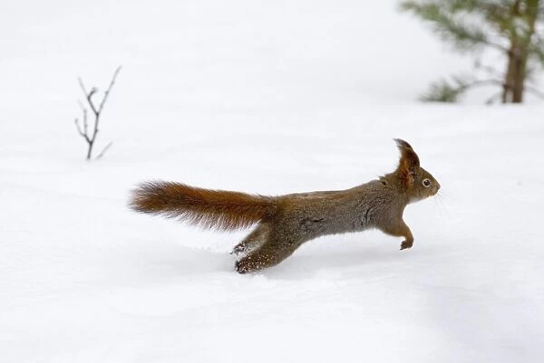 Red Squirrel Sciurus vulgaris running across snow Finland winter