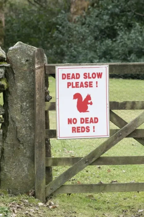 Framed Print : Red Squirrel sign warning drivers to slow down near Derwent Water in Lake District Framed Print : Red Squirrel sign warning drivers to slow down near Derwent Water in Lake District