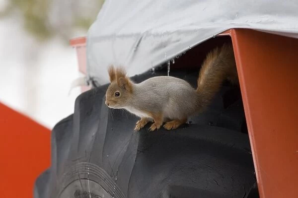Red Squirrel on wheel of snow plough Oulu Finland winter