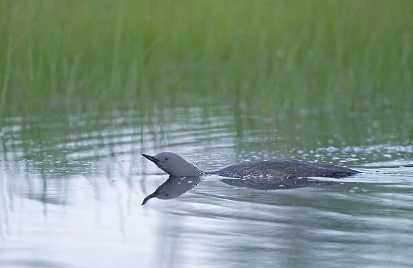 Red-throated Diver, Gavia stellata, adult in threat posture, just before attacking