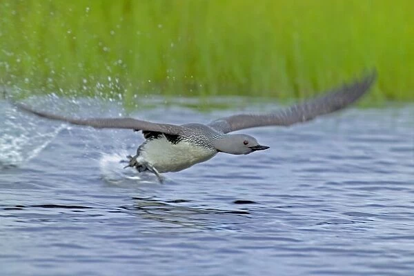 Red-throated Diver, Gavia stellata, adult taking off from breeding pool, Finland, July