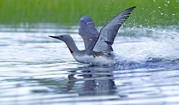 Red-throated Diver, Gavia stellata, adult landing on pool