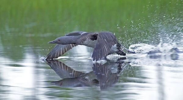Red-throated Diver, Gavia stellata, adult taking off from pool
