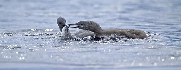 Red-throated Diver, Gavia stellata, adult feeding young