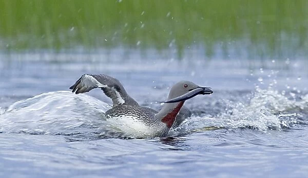Red-throated Diver, Gavia stellata, adult returning to breeding pool with fish for young