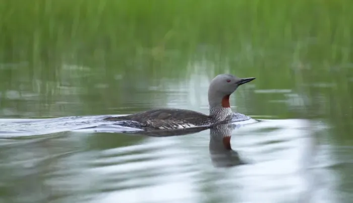 Framed Print : Red-throated Diver, Gavia stellata, adult Framed Print : Red-throated Diver, Gavia stellata, adult