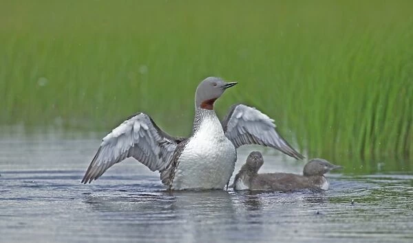 Red-throated Diver, Gavia stellata, adult with young