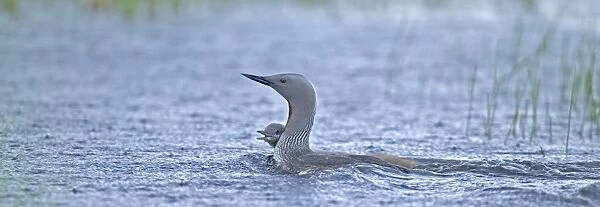 Red-throated Diver Gavia stellata with chick in the rain
