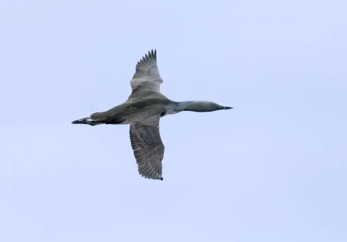 Framed Print : Red-throated Diver gavia stellata in flight summer Shetland