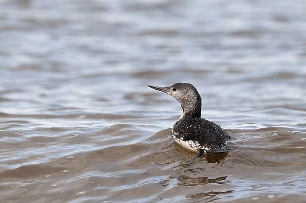 Red-throated Diver Gavia stellata non breeding plumage Cley October Norfolk