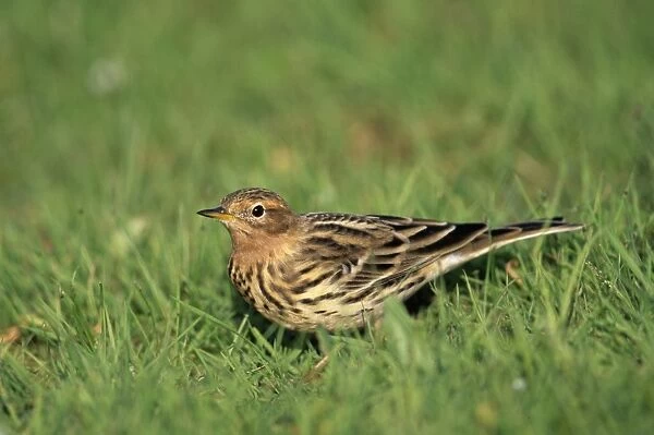 Red-throated Pipit Anthus cervinus migrant Lesbos Greece April