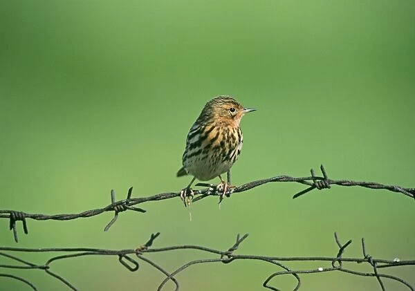 Red-throated Pipit Anthus cervinus migrant Lesbos Greece April